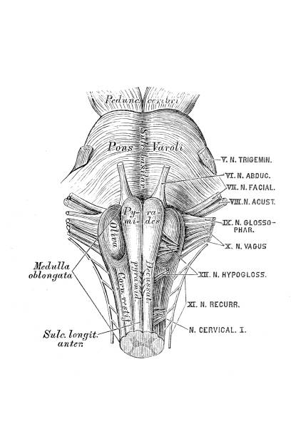 270+ Moelle Allongée Illustrations, graphiques vectoriels libre de