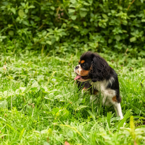 istock a cute puppy in a field 1251957457
