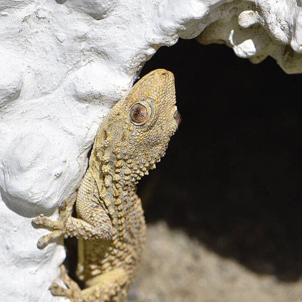 istock Gecko in the hole 1251957540