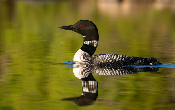 istock Common Loon in Maine 1251957595