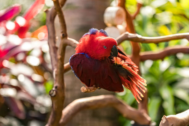 ECLECTUS PARROT eclectus roratus ECLECTUS PARROT eclectus roratus eclectus parrot stock pictures, royalty-free photos & images