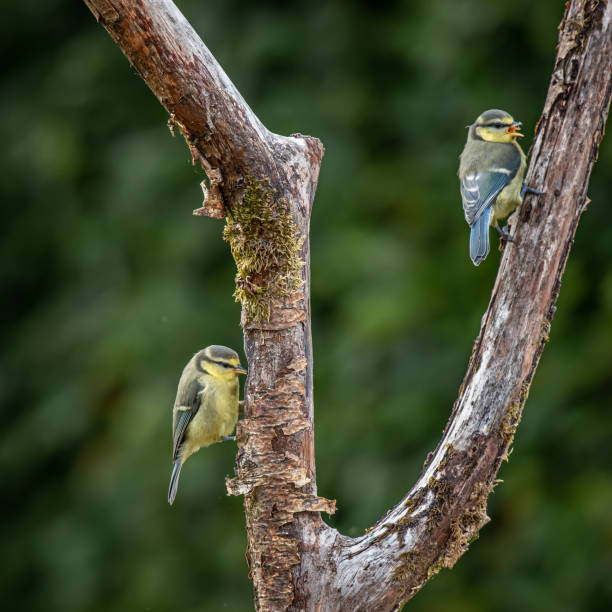 istock Two Eurasian blue tit (Cyanistes caeruleus)sitting on branch 1251959405