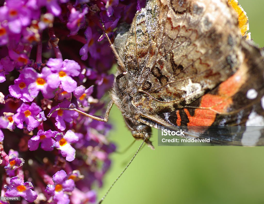 Mariposa - Foto de stock de Belleza de la naturaleza libre de derechos