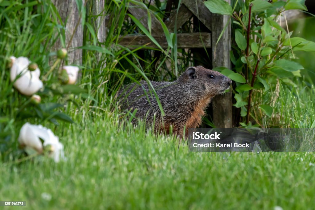 The Groundhog Also Known As A Woodchuck Stock Photo Download Image