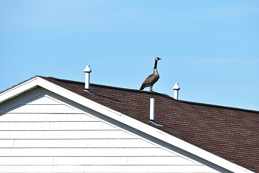 Canada goose on the roof of the house.