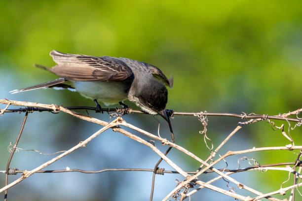 istock Eastern kingbird  is a large tyrant flycatcher native to North America. 1251961648