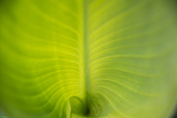 istock Abstract drawing of a green leaf. No focus, selective focus. Background, texture. 1251961676