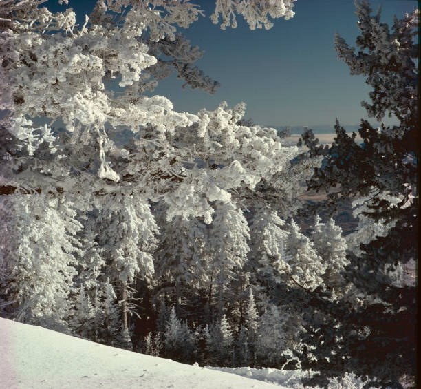 istock Heavy mountain snow in the Sandia Mountains 1251965712