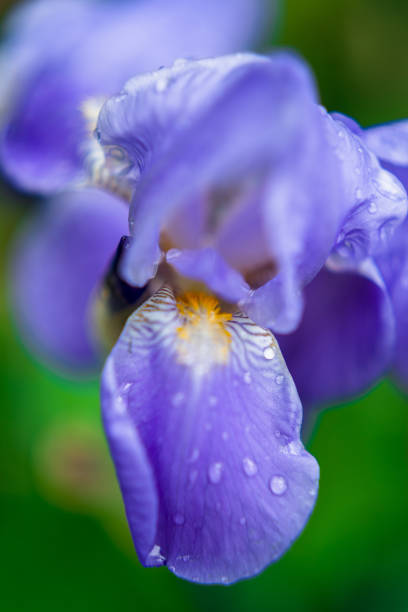 istock blue flower in drops of grass 1251967989