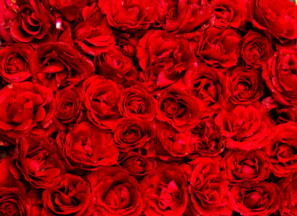istock carpet of red roses 1251968699