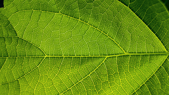 green leaf of laryngeal flower close-up