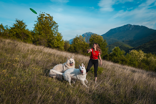 Girl playing frisbee with two white dogs