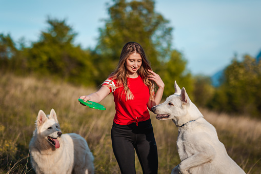 Young woman holding a frisbee and playing with two white dogs.