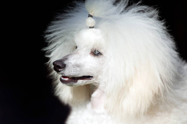 istock image of dog dark background 1251975845