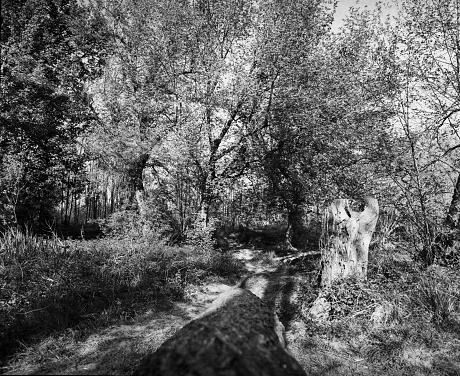 Black and white photo of small path in the forest