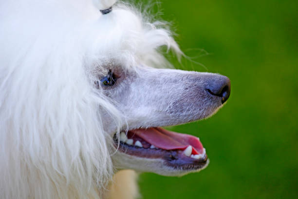 istock image of dog grass background 1251975983