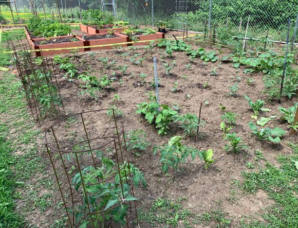 istock Community Garden in Summer 1251976942