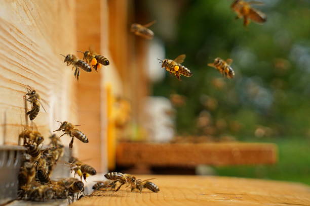honeybees apis mellifera carnica in front of the cane entrance - abelhas imagens e fotografias de stock