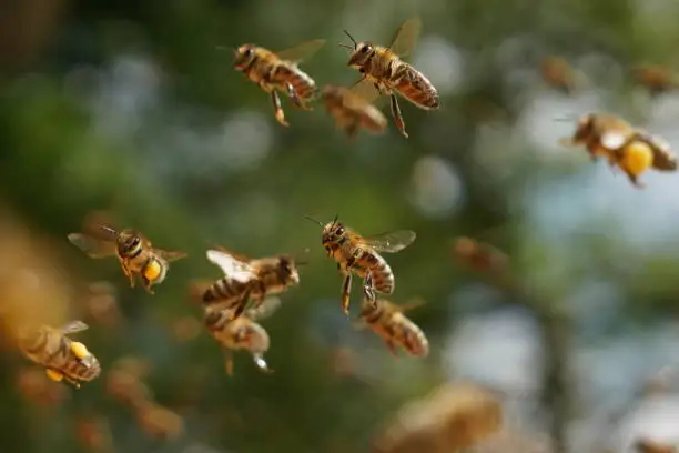 Honey bees fly with pollen and without pollen,
Apis mellifera Carnica, one for all, all for one