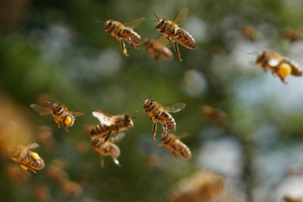 pszczoły miodne apis mellifera carnica w powietrzu - awe fly flower pollen zdjęcia i obrazy z banku zdjęć