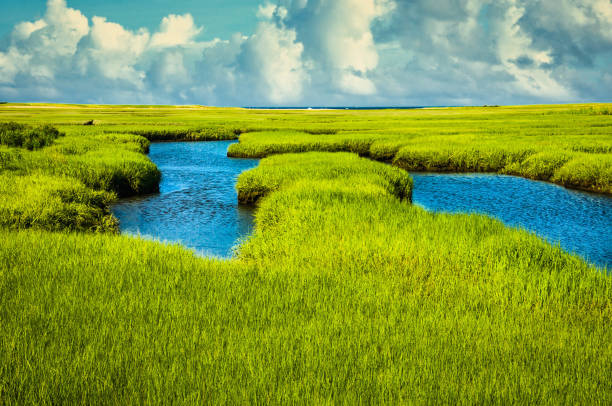 Salt Marsh at Mid Tide The soft green hues of springtime decorate  the salt marsh on Cape Cod at Mid Tide.  Due to tidal action, fresh nutrients are pumped through twice daily as the tide changes. estuary stock pictures, royalty-free photos & images