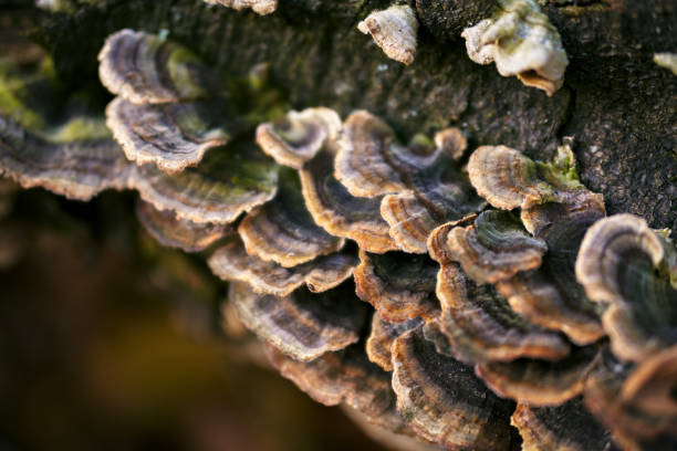 istock Close-Up Of Old Fungus On Tree Bark In Forest 1251987585