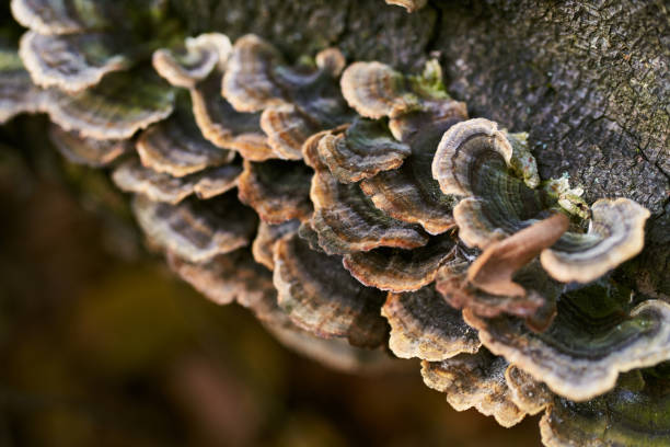 istock Close-Up Of Old Mushrooms Growing On Tree Bark In Forest 1251987595