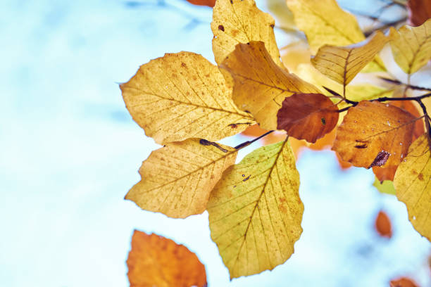 istock Colorful Autumn Leaves In Forest 1251989181