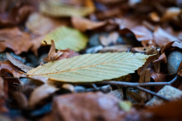 istock Yellow And Green Autumn Leaf Lying On The Forest Ground 1251991315