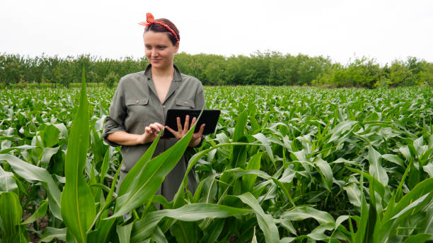 istock Female farmer with digital tablet computer in cultivated agricultural corn field looking at plants. 1251991373
