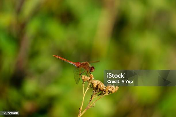 Side Eye Dragonfly On A Flower Stock Photo - Download Image Now - Beauty In Nature, Blue, Close-up