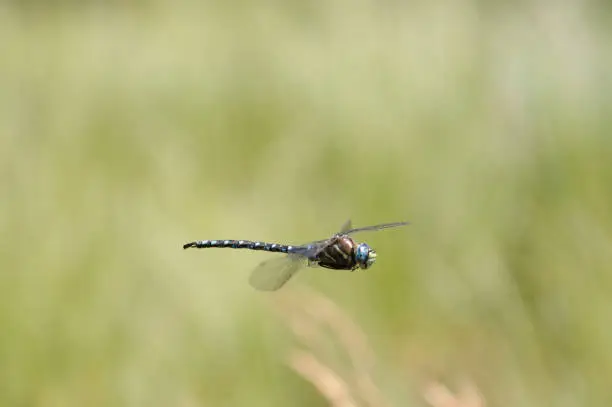 Photo of Flying dragonfly in Glacier National Park