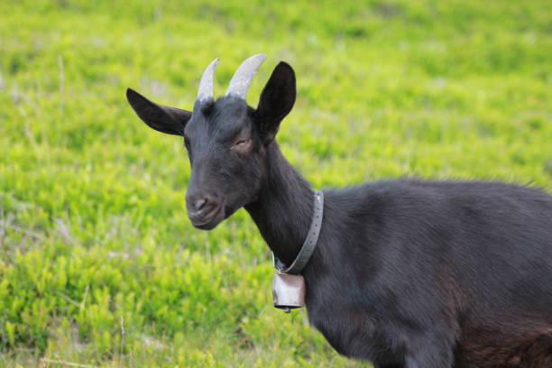 istock Young goat in the Swiss Mountains 1251992714