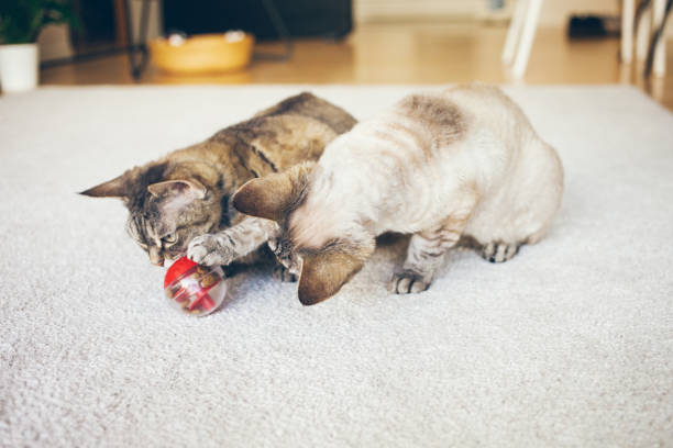 Two curious Devon Rex cats are playing with special toy ball dispenser with snacks