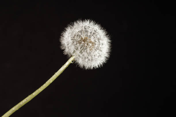 istock Dandelion macro photography on  black 1251999111
