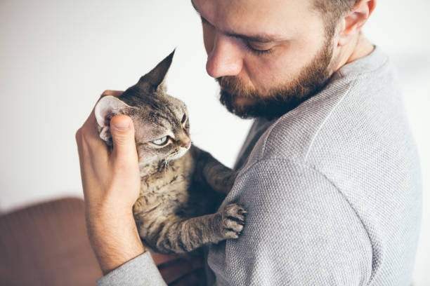 istock Close-up of a tabby Devon Rex cat and beard man. 1252002754
