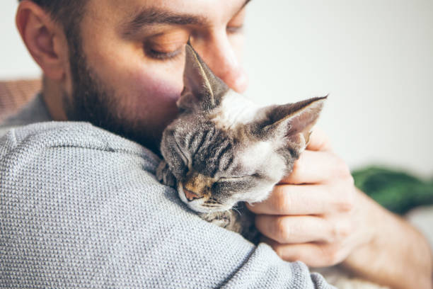 Close-up of cat and man. Portrait of a Devon Rex kitten and young beard guy. Handsome animal-lover man is hugging and cuddling his little cat. Cat enjoys human company. purring stock pictures, royalty-free photos & images