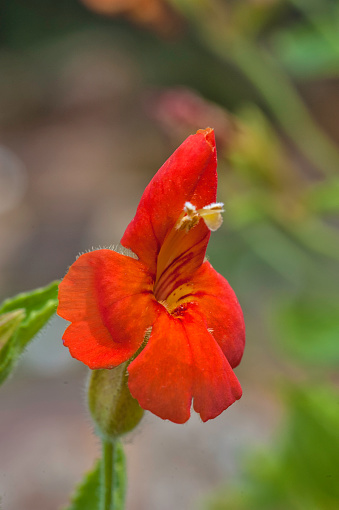 Mimulus cardinalis, the scarlet monkeyflower, is a flowering perennial in the family Phrymaceae.