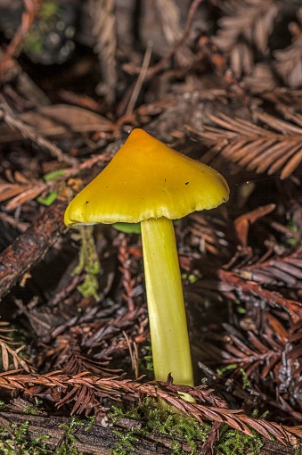 Witch's hat or Conical Waxy Cap, Hygrocybe cvonica or  Hygrophorus conicus, Armstrong Redwoods State Natural Reserve is a state park in California,