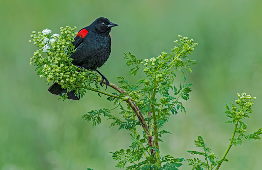 The Red-winged Blackbird (Agelaius phoeniceus) is a passerine bird of the family Icteridae found in most of North and much of Central America.