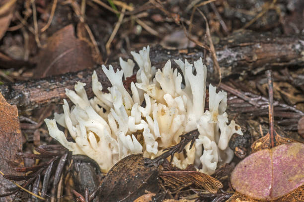 ramariopsis kunzei è una specie commestibile di funghi coralline della famiglia delle clavariaceae. è comunemente noto come fungo corallo bianco. armstrong redwoods state natural reserve. - coral fungus foto e immagini stock