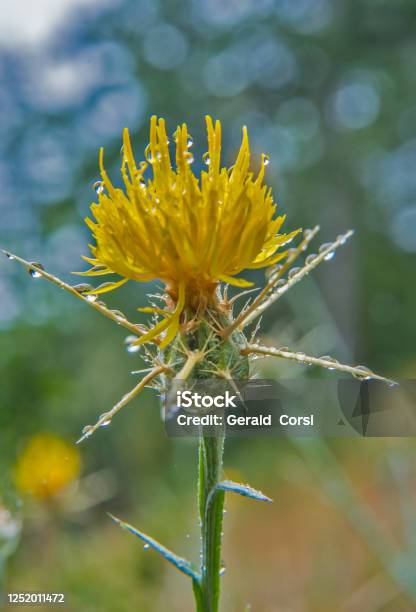 Centaurea Solstitialis Yellow Starthistle Is A Member Of The Asteraceae Family Native To The Mediterranean Basin Region The Plant Is Also Known As Golden Starthistle Yellow Cockspur And St Barnabys Thistle The Plant Is A Thorny Winter Annual Spec Stock Photo - Download Image Now