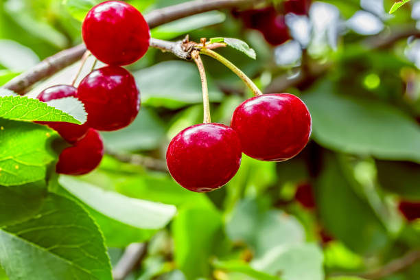 istock Red ripe cherries on a branch in the garden, macro 1252013061
