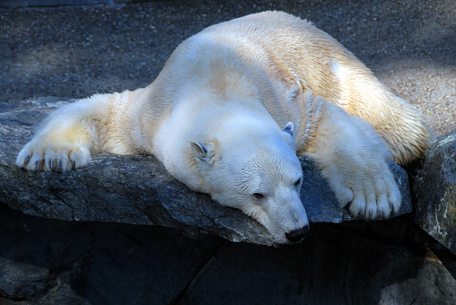 tired and sad polar bear in zoo