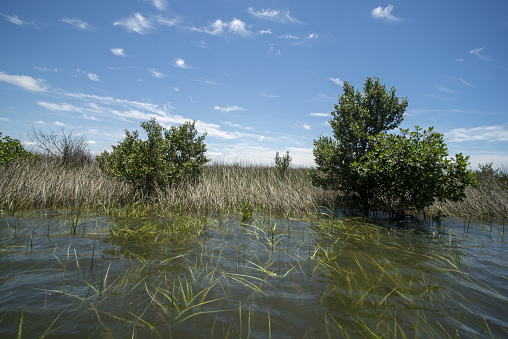 Salt-tolerant grassy vegetation with Red and Black mangroves rooting at the transition of shallow to deeper water. Photo taken at Crystal River, Florida. Nikon D750 with Venus Laowa 15mm macro lens
