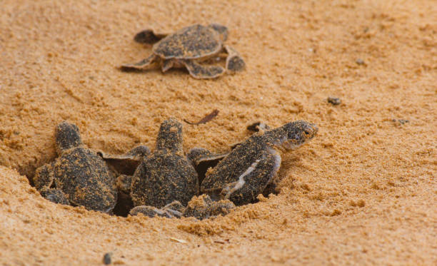 tartarughe marine caretta caretta che si schiudono in un allevamento di tartarughe in sri lanka, hikkaduwa. - turtle young animal beach sea life foto e immagini stock