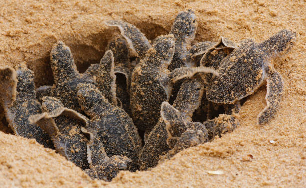 tartarughe marine caretta caretta che si schiudono in un allevamento di tartarughe in sri lanka, hikkaduwa. - turtle young animal beach sea life foto e immagini stock