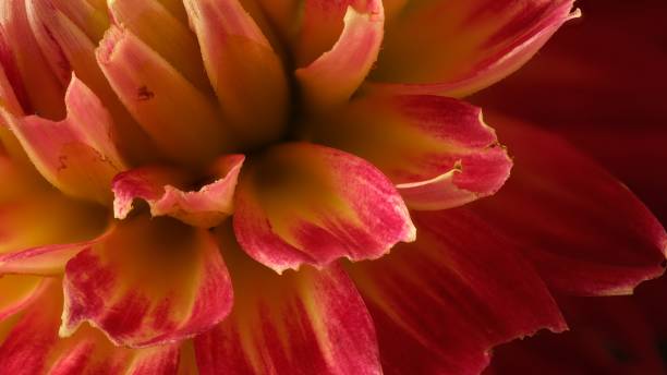 istock Pink dahlias 1252032568