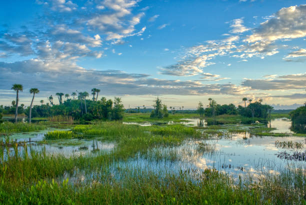 Breathtaking Orlando Wetlands Park During a Vibrant Sunrise in Central Florida USA stock photo