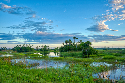A vibrant sunrise in the beautiful natural surroundings of Orlando Wetlands Park in central Florida.  The park is a large marsh area which is home to numerous birds, mammals, and reptiles.